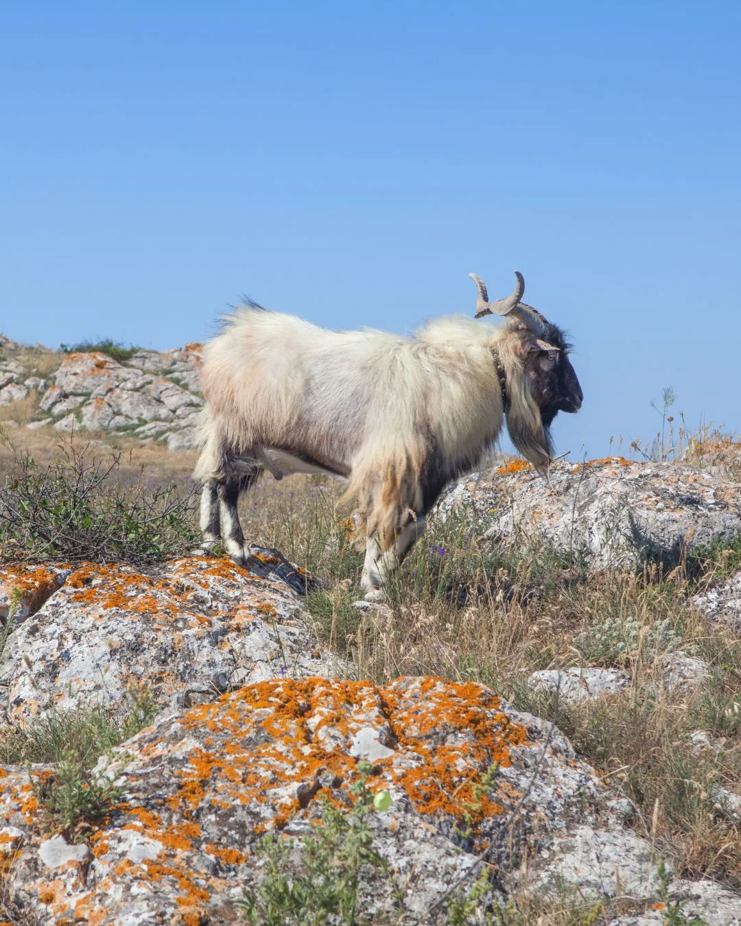 ヒマラヤ山脈のヤギ