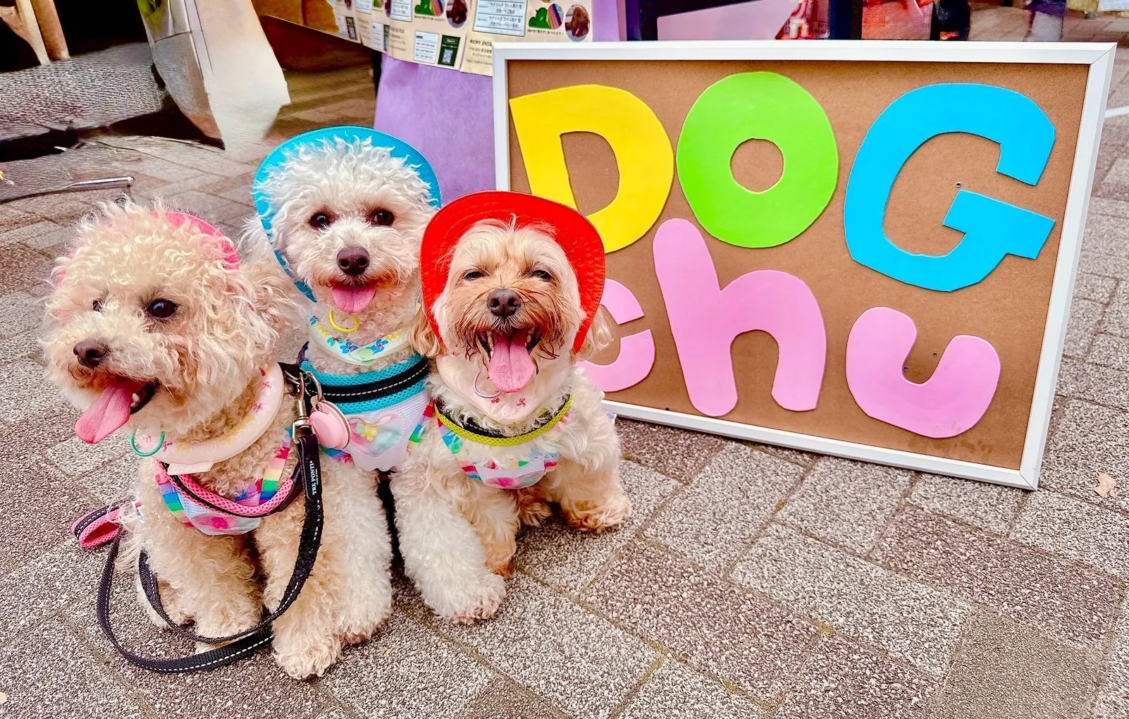 DogChuを頬張る犬たち