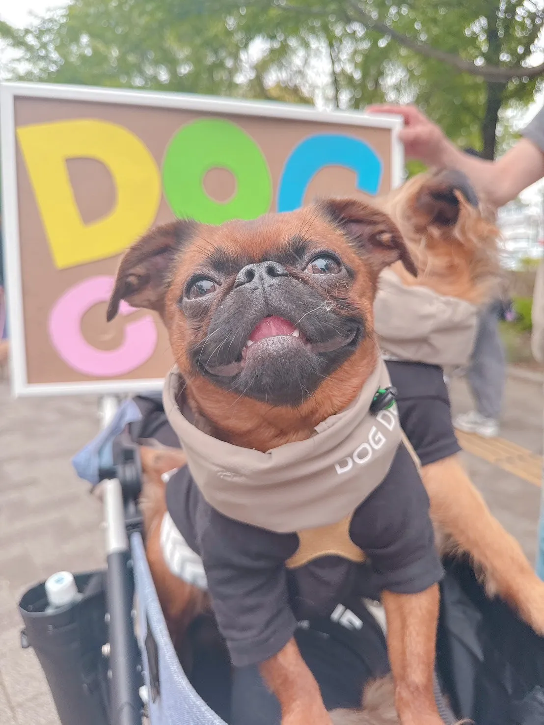 DogChuを頬張る犬たち