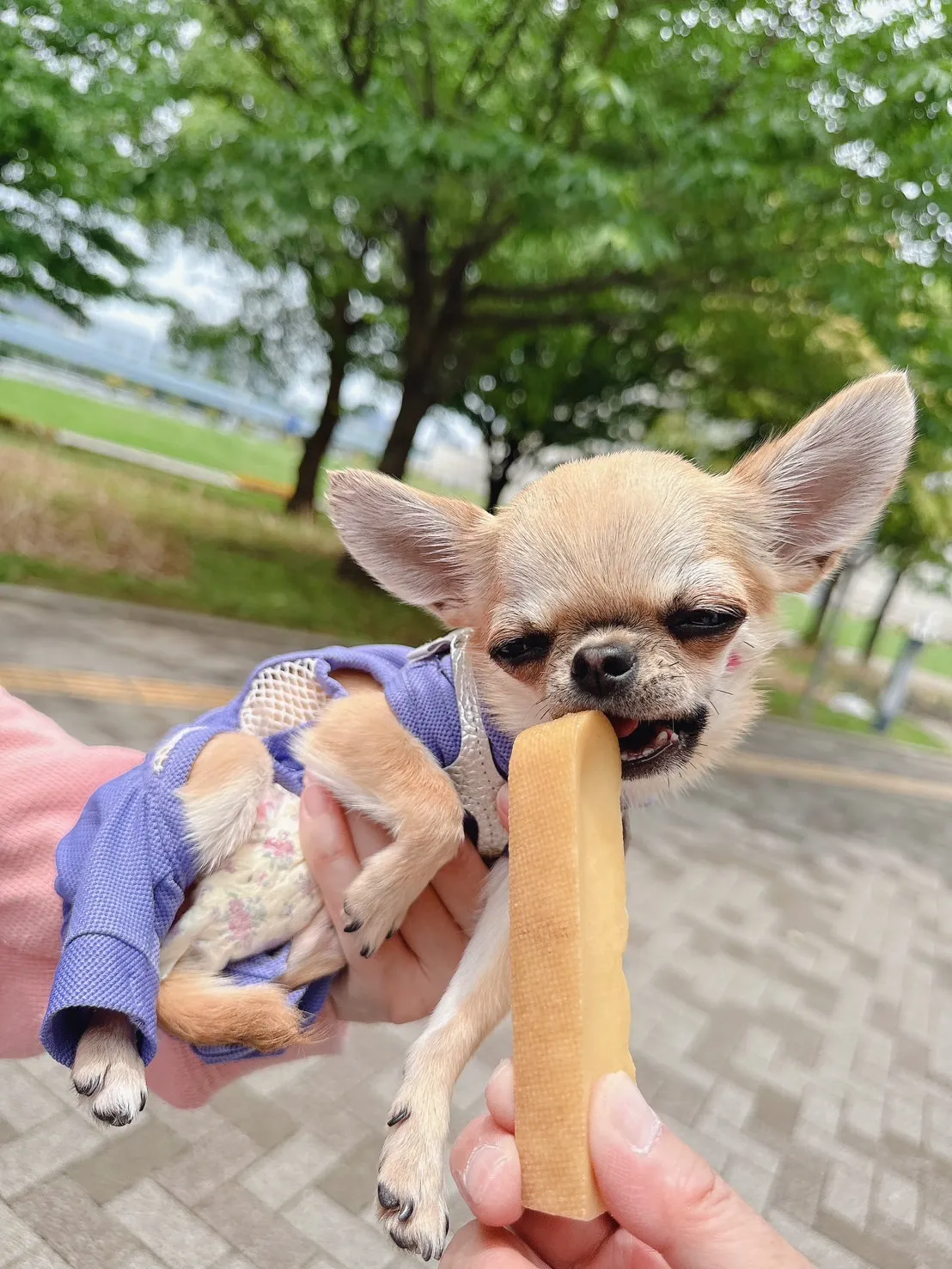 DogChuを頬張る犬たち