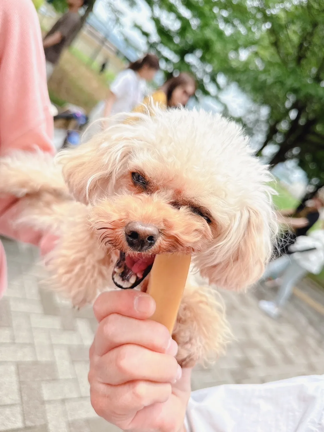 DogChuを頬張る犬たち