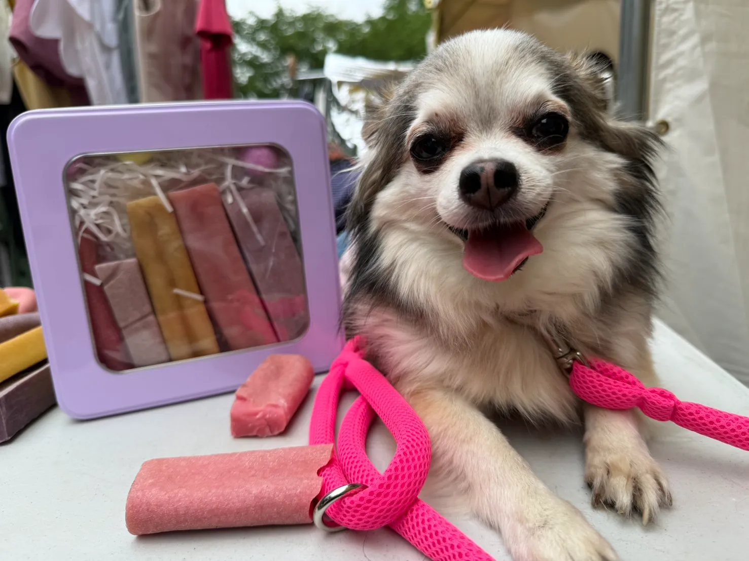 犬とDogChuの写真